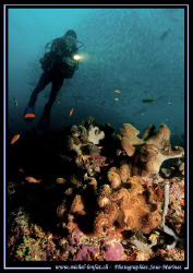 The rich diversity of the Indian Ocean.... by Michel Lonfat 